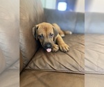 Small Photo #87 Rhodesian Ridgeback Puppy For Sale in KELLER, TX, USA