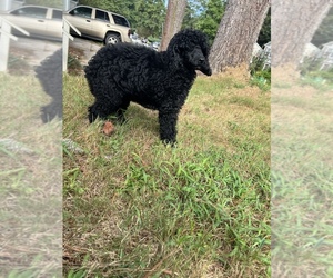 Poodle (Standard) Puppy for sale in LITHONIA, GA, USA