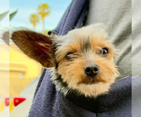 Medium Photo #3 Mutt Puppy For Sale in San Diego, CA, USA