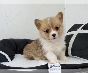 Pembroke Welsh Corgi Puppy for sale in CLARK, MO, USA