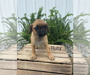 Pug-Puggle Mix Puppy for sale in GOSHEN, IN, USA