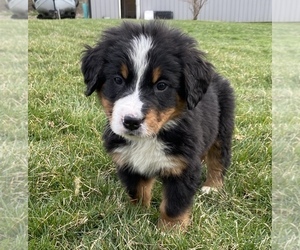Bernese Mountain Dog Puppy for sale in KILLBUCK, OH, USA