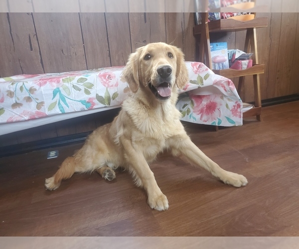 Medium Photo #3 Golden Retriever Puppy For Sale in FALCON, CO, USA