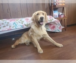 Small #2 Golden Retriever