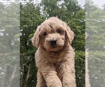 Small Photo #6 Goldendoodle Puppy For Sale in SPENCER, TN, USA