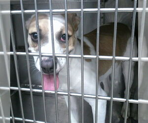 American Pit Bull Terrier-Unknown Mix Dogs for adoption in Oklahoma City, OK, USA