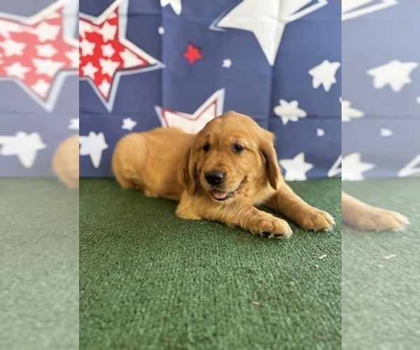 Medium Photo #3 Golden Retriever Puppy For Sale in CERES, CA, USA