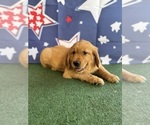 Small #2 Golden Retriever