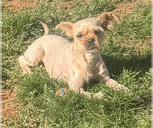 Medium Photo #3 Mutt Puppy For Sale in Spring Lake, NC, USA