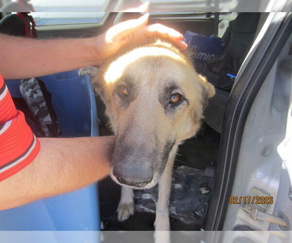 Medium Photo #1 German Shepherd Dog-Great Pyrenees Mix Puppy For Sale in Ocala, FL, USA