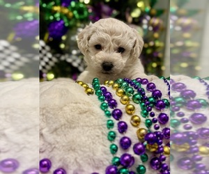 Zuchon Puppy for sale in LAKE CHARLES, LA, USA