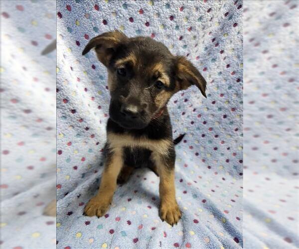 Medium Photo #1 German Shepherd Dog-Unknown Mix Puppy For Sale in Conroe, TX, USA