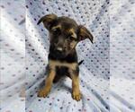 Small German Shepherd Dog Mix