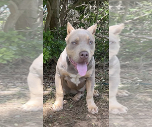 American Bully Puppy for sale in POWDER SPRINGS, GA, USA