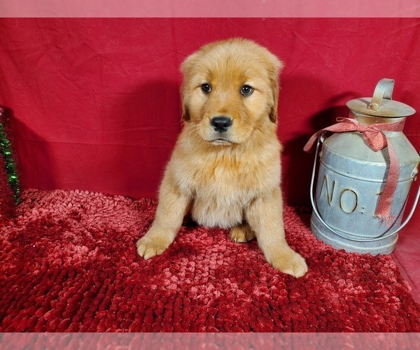Medium Photo #5 Golden Retriever Puppy For Sale in BLACK FOREST, CO, USA