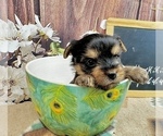 Small #2 Yorkshire Terrier