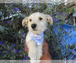 Small Wheaten Terrier Mix