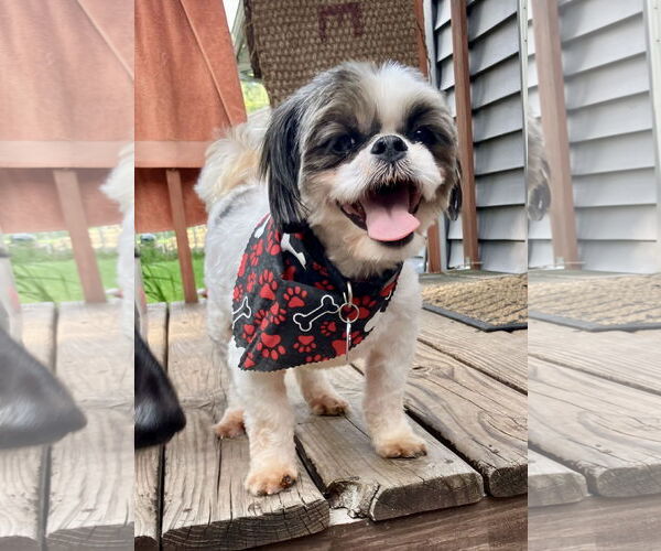Medium Photo #1 Shih Tzu-Unknown Mix Puppy For Sale in Farmington, MN, USA