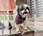 Small Shih Tzu Mix