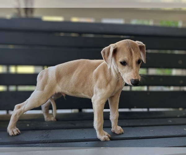 Medium Photo #1 Whippet Puppy For Sale in ONEIDA, TN, USA