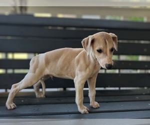 Whippet Puppy for sale in ONEIDA, TN, USA