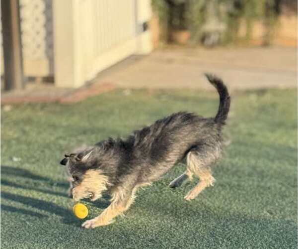 Medium Photo #5 Mutt Puppy For Sale in La Verne, CA, USA