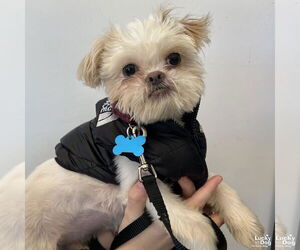 Shih Tzu-Unknown Mix Dogs for adoption in Washington, DC, USA