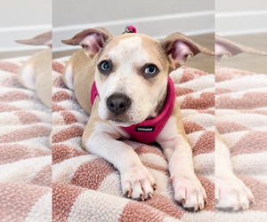 Dolly - Female Boxer-Unknown Mix Dog for Adoption - Photo #5