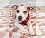 Small Photo #5 Boxer-Unknown Mix Puppy For Sale in Mooresville, NC, USA