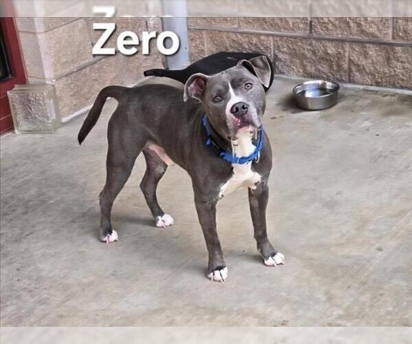 Medium Photo #2 American Pit Bull Terrier Puppy For Sale in Derwood, MD, USA