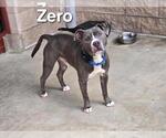 Small #1 American Pit Bull Terrier