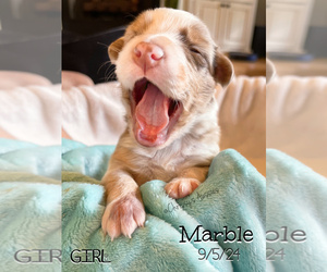 Australian Shepherd Puppy for Sale in MOSELLE, Mississippi USA