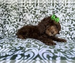 Small #6 Cavapoo (Miniature)