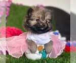 Small #8 Pomeranian