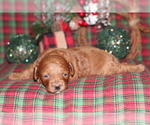 Small Photo #5 Poodle (Toy) Puppy For Sale in GRAY, LA, USA