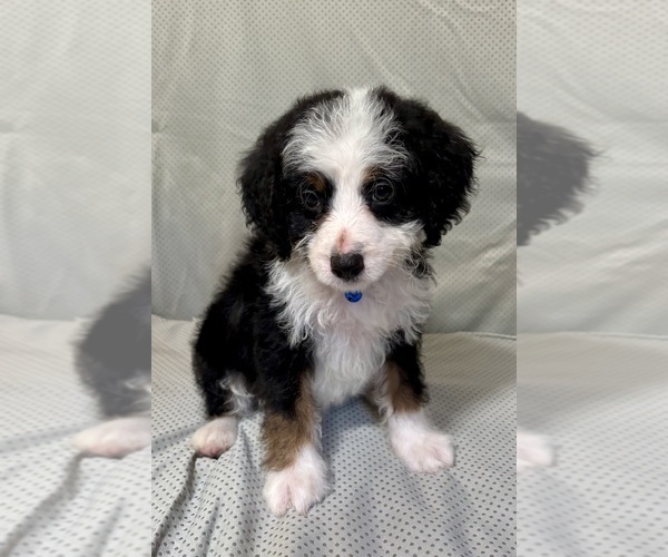 Medium Photo #5 Bernedoodle (Miniature) Puppy For Sale in MAGEE, MS, USA