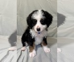 Small #4 Bernedoodle (Miniature)