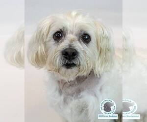 Maltese-Unknown Mix Dogs for adoption in Kennesaw, GA, USA