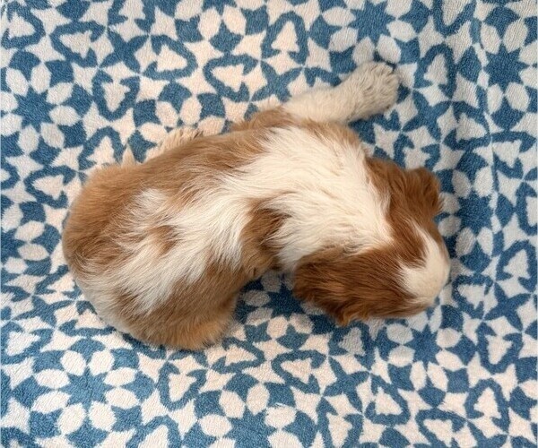 Medium Photo #3 Cavalier King Charles Spaniel Puppy For Sale in THORP, WI, USA