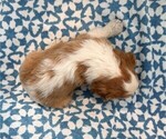 Small #2 Cavalier King Charles Spaniel
