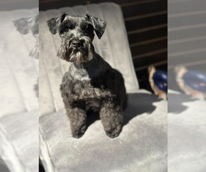 Mother of the Schnauzer (Miniature) puppies born on 04/27/2025