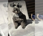 Small Photo #1 Schnauzer (Miniature) Puppy For Sale in PORT LAVACA, TX, USA