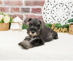 Small #5 Schnauzer (Miniature)