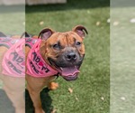 Small #20 Boxer Mix