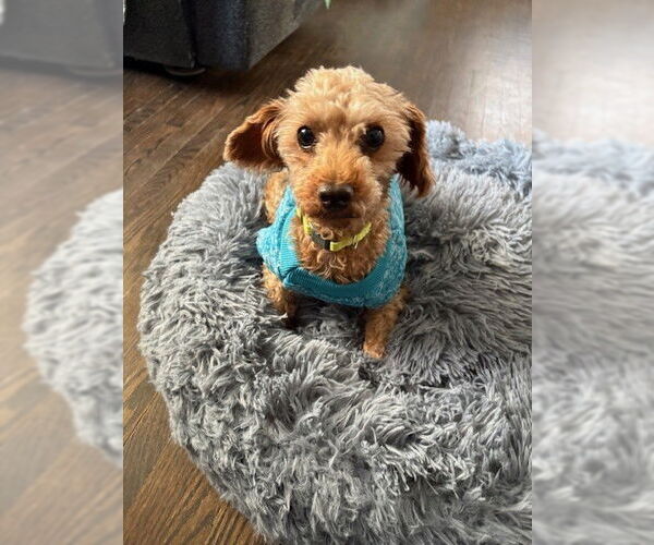 Medium Photo #1 Poodle (Miniature) Puppy For Sale in St. Louis Park, MN, USA