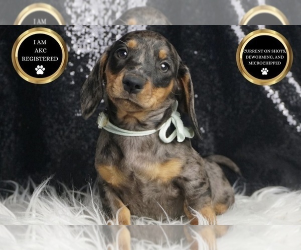 Medium Photo #9 Dachshund Puppy For Sale in WARSAW, IN, USA