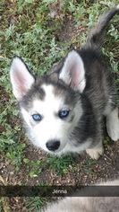 Siberian Husky Puppy for sale in THE COLONY, TX, USA