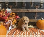 Small #1 Cavapoo
