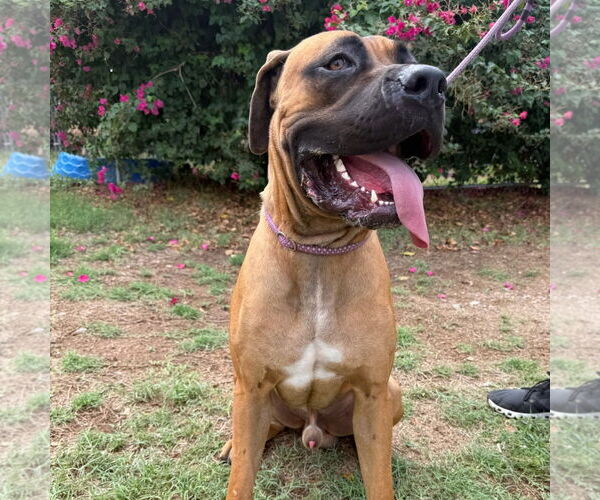 Medium Photo #10 Mastiff Puppy For Sale in Goodyear, AZ, USA