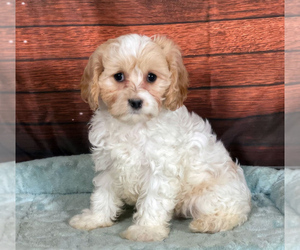 Cavachon Puppy for sale in PENNS CREEK, PA, USA